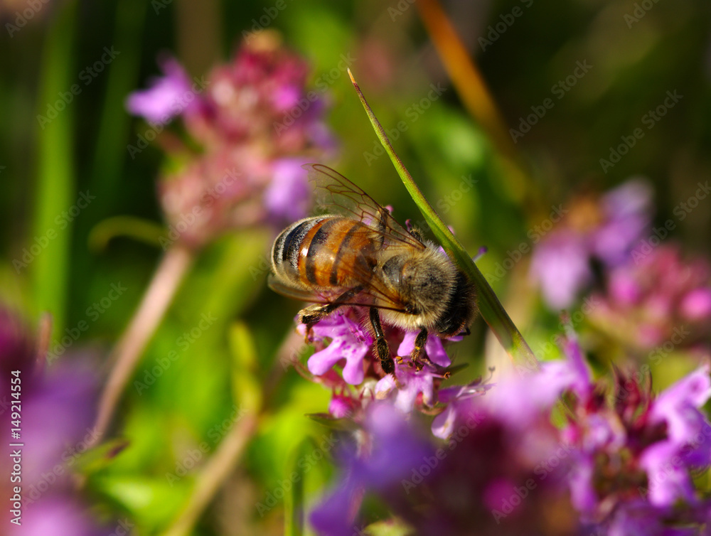 Bee on the flower