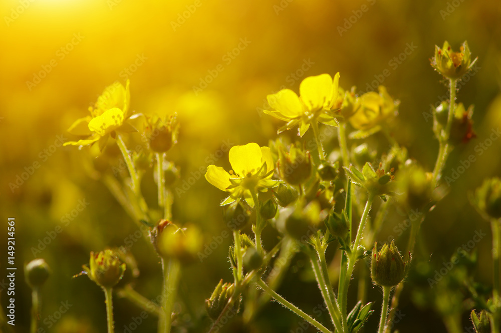 Spring flowers on sun