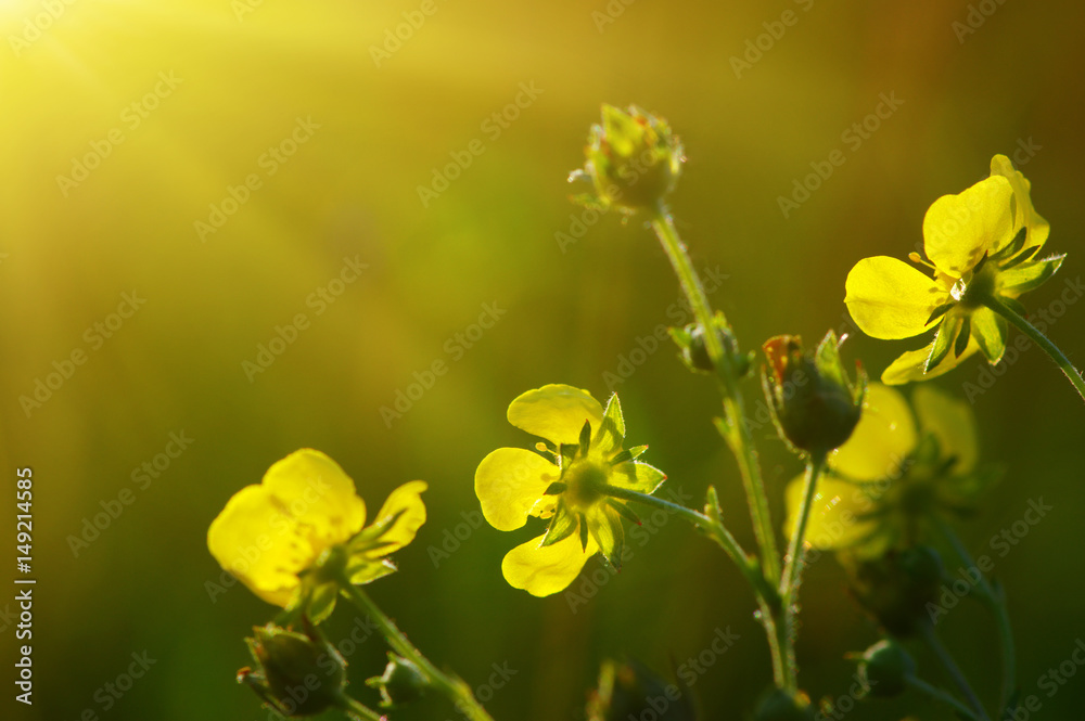 Spring flowers on sun