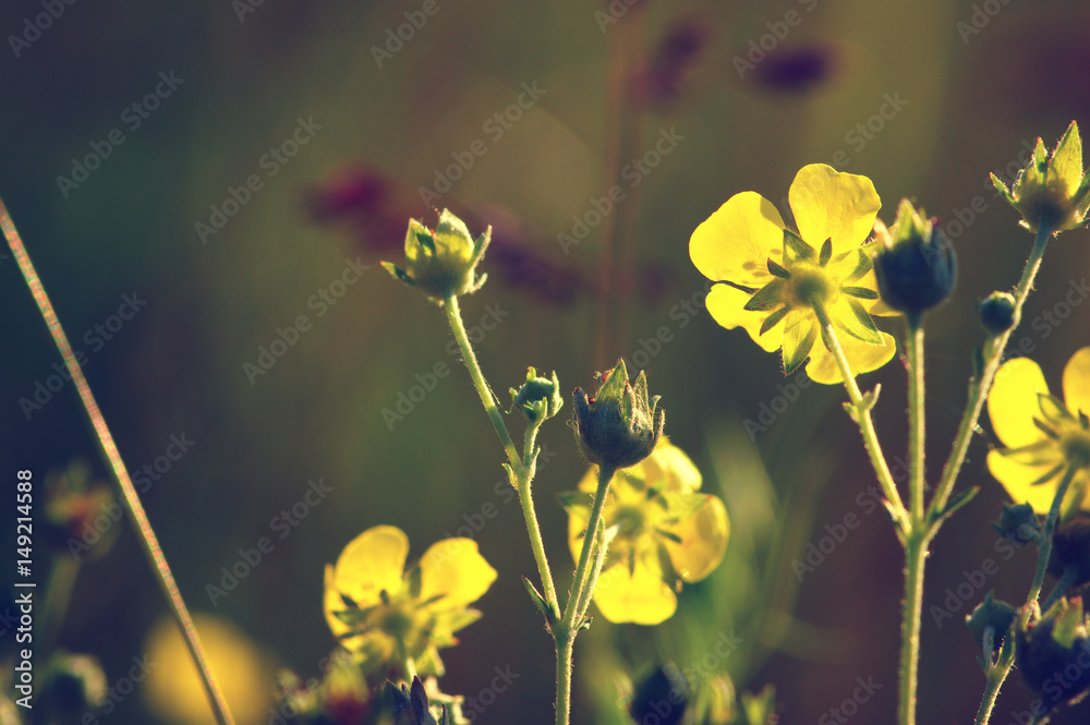 Spring flowers on sun