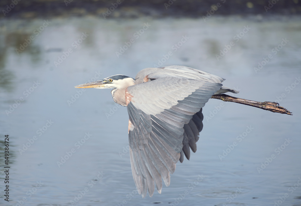 Great Blue Heron