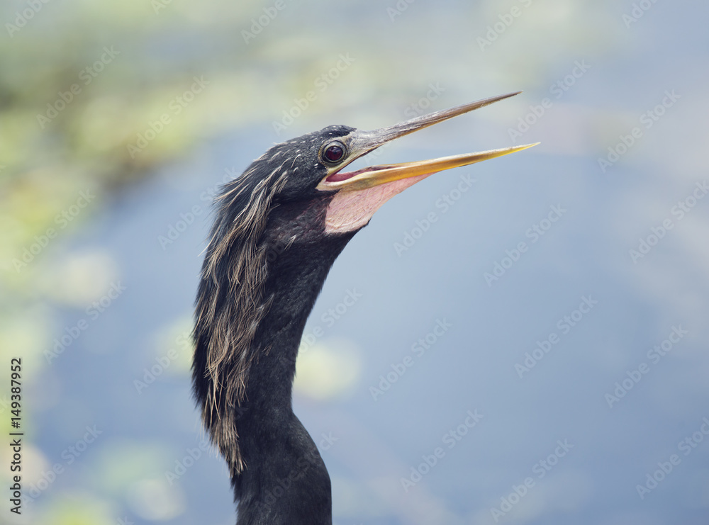 Anhinga male head