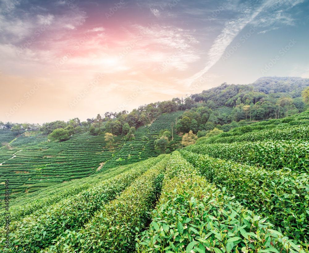 Tea plantation landscape at sunset