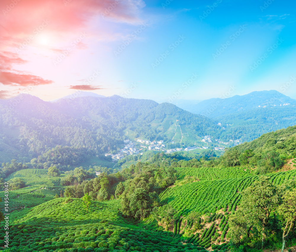 Tea plantation landscape at sunset