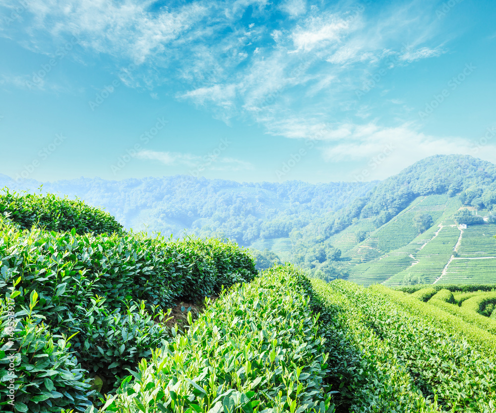 中国绿茶种植园景观