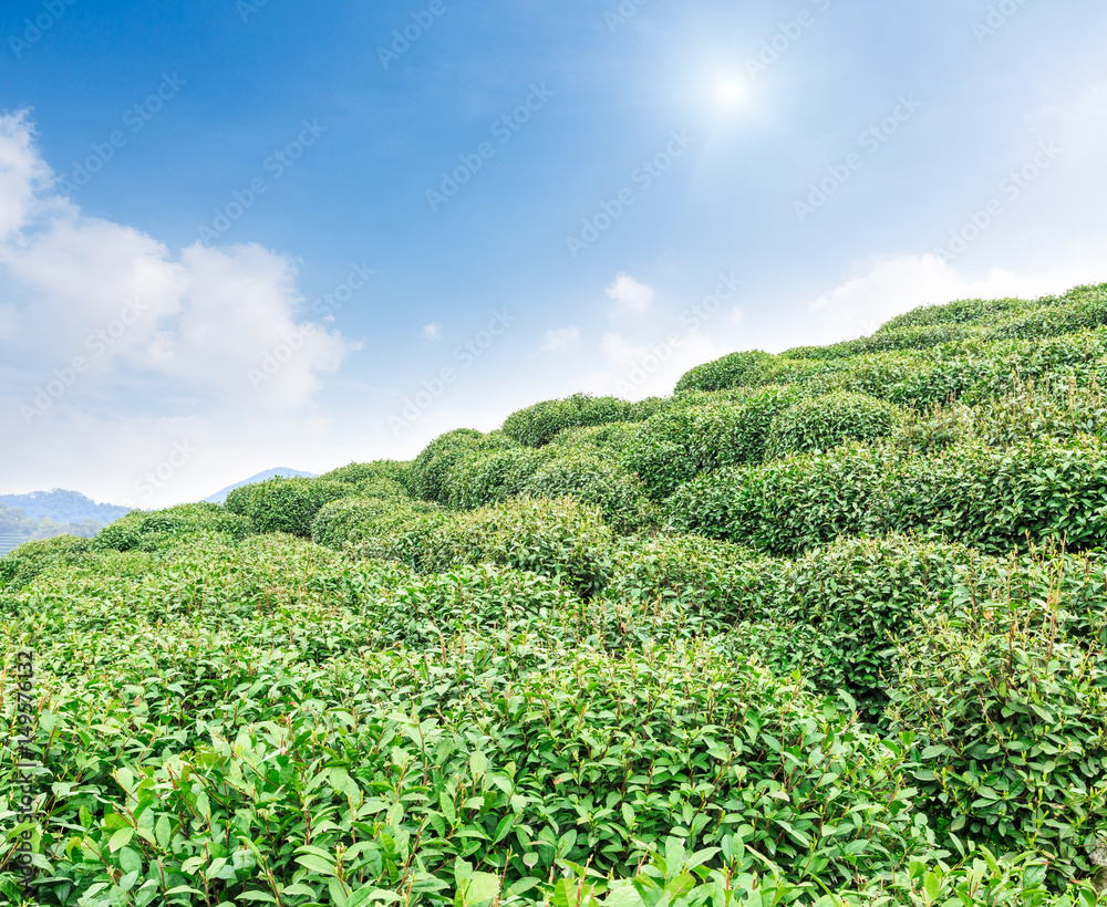 中国绿茶种植园景观