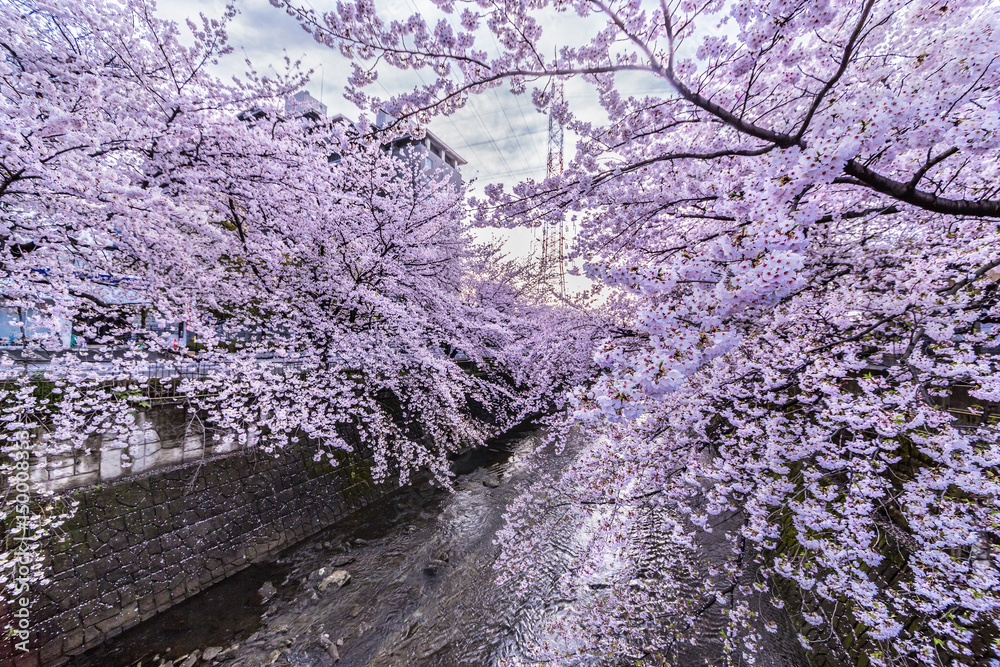 桜