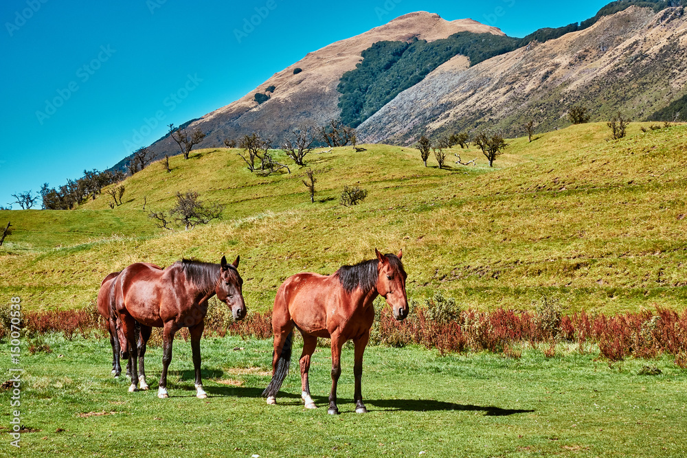 New Zealand wild horses