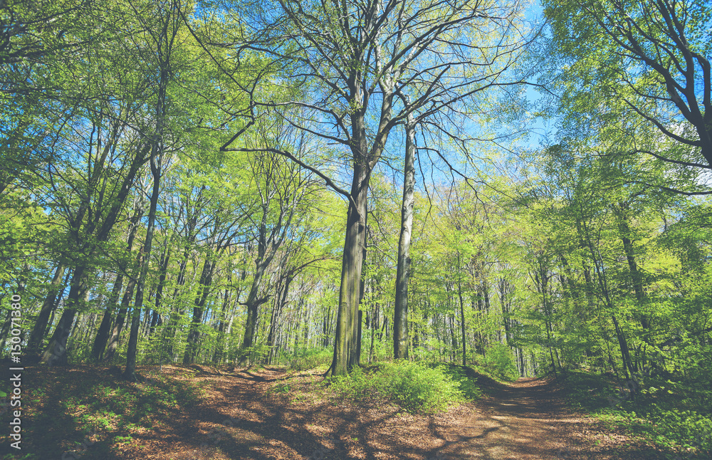 Landscape of spring forest or park sunny day