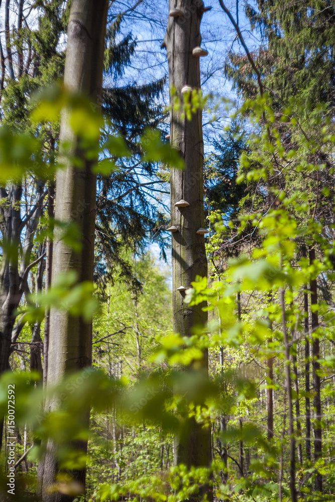 Focused tree with mushrooms in spring forest