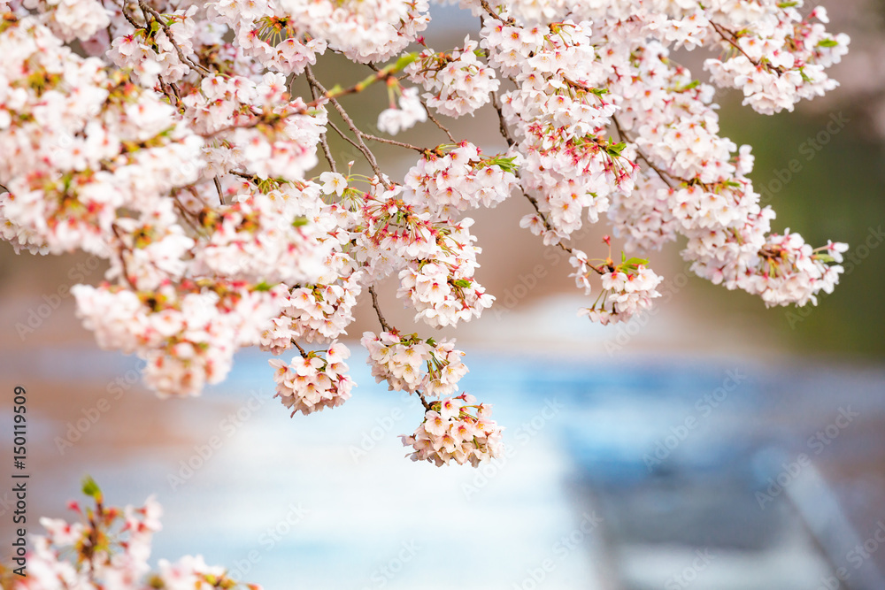 桜