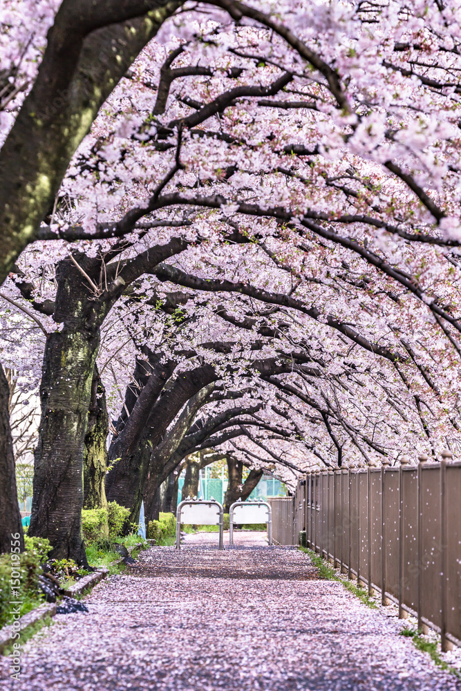 桜