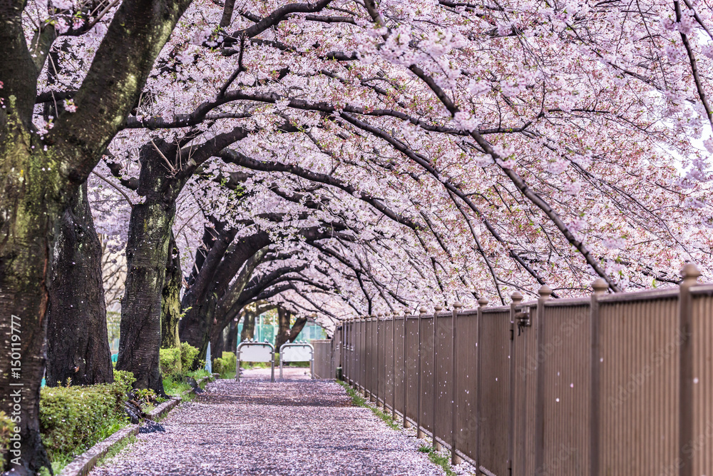 桜