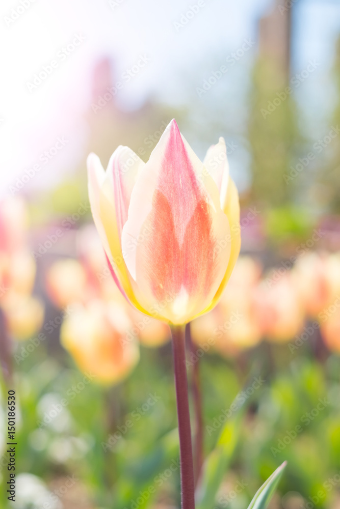 close up of tulip