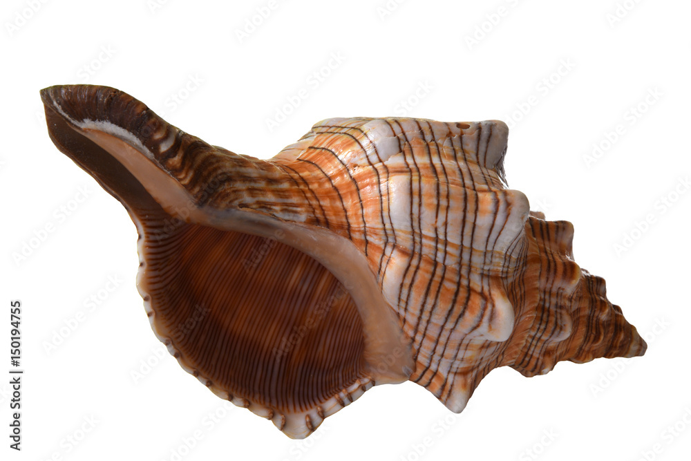 Pleuroploca gigantea shell isolated on a white background.