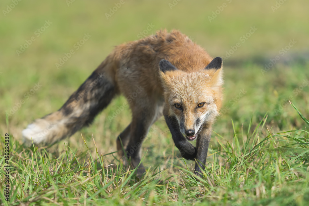 Red fox in nature (Vulpes vulpes)