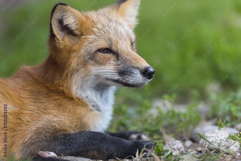 自然界中的赤狐（Vulpes Vulpes）