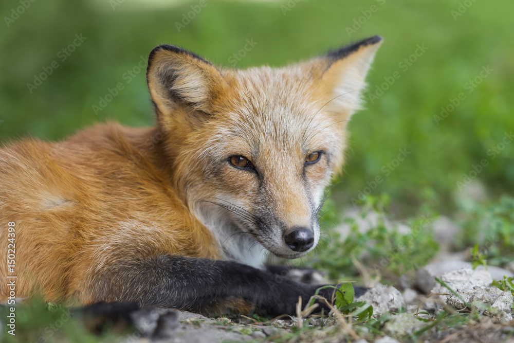 自然界中的赤狐（Vulpes Vulpes）