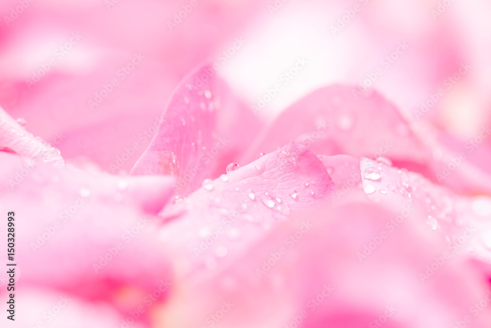  fresh light pink rose petal background with water rain drop