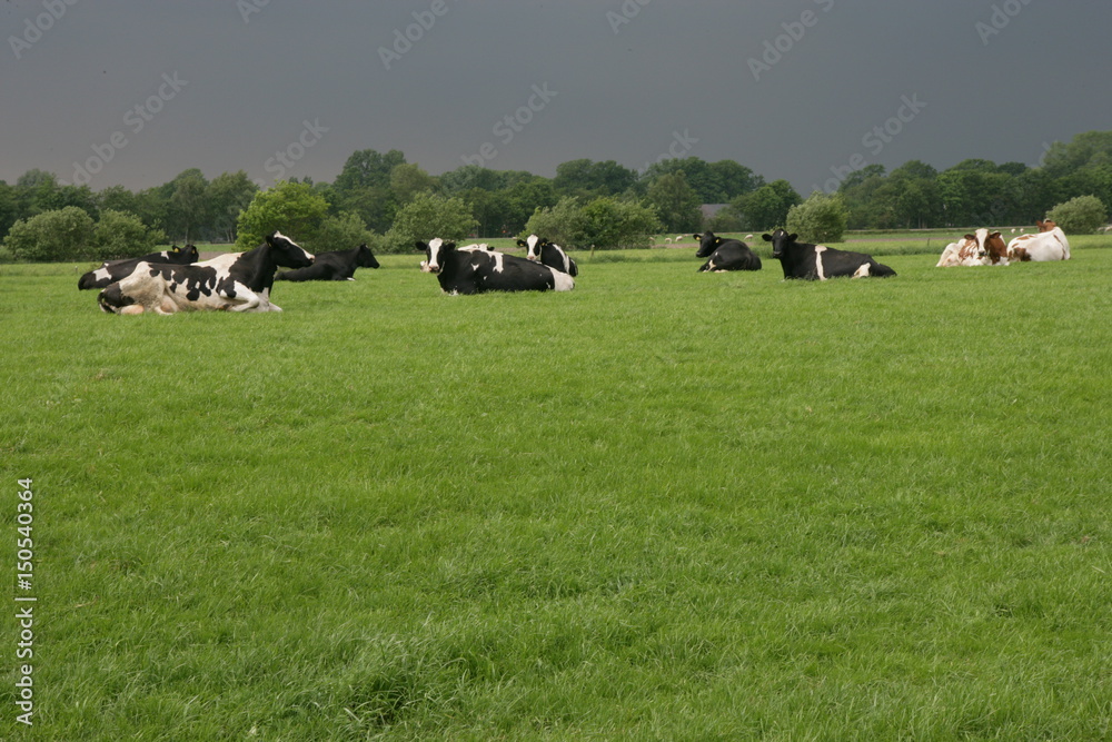 Cows with upcomming rainclouds