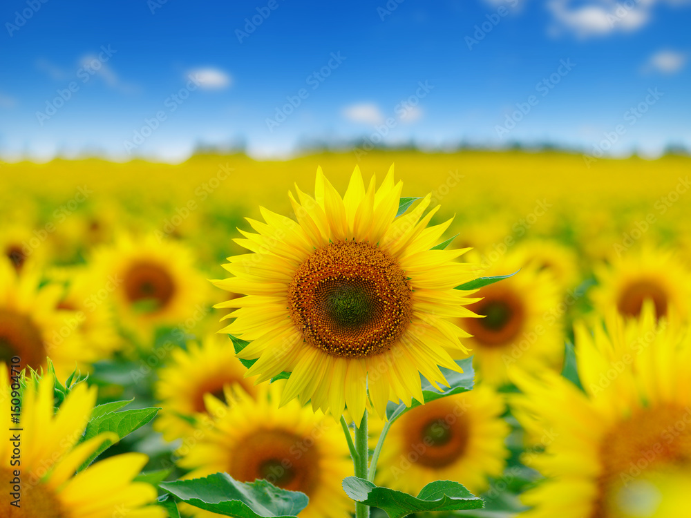 field of blooming sunflowers