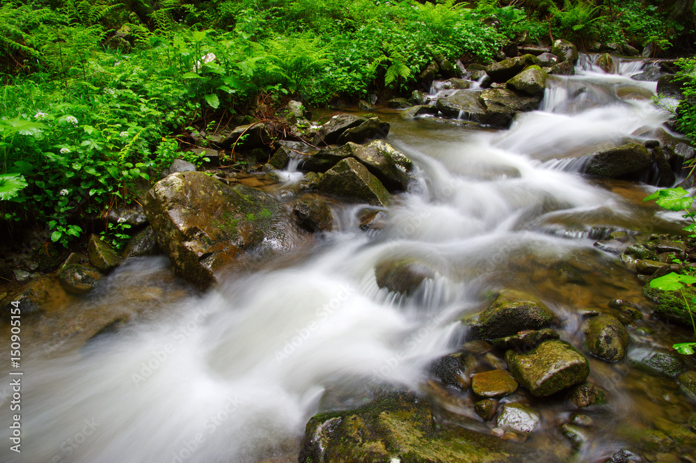 River in the woods