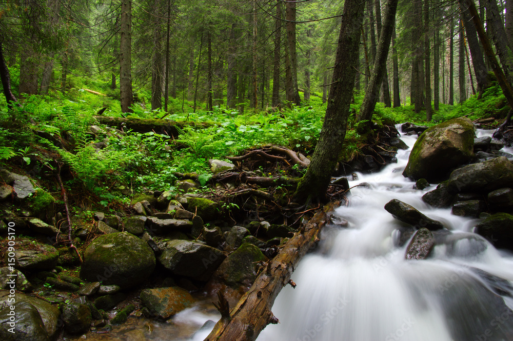 River in the woods