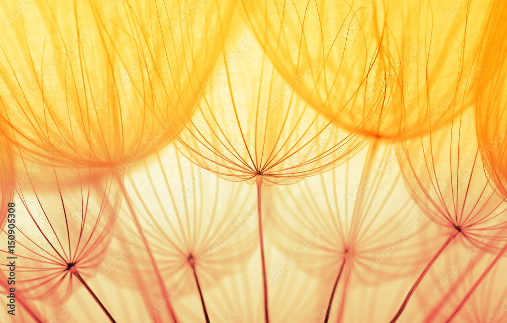  dandelion flower background