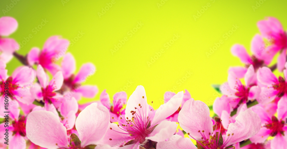 Spring blossom with soft blur background