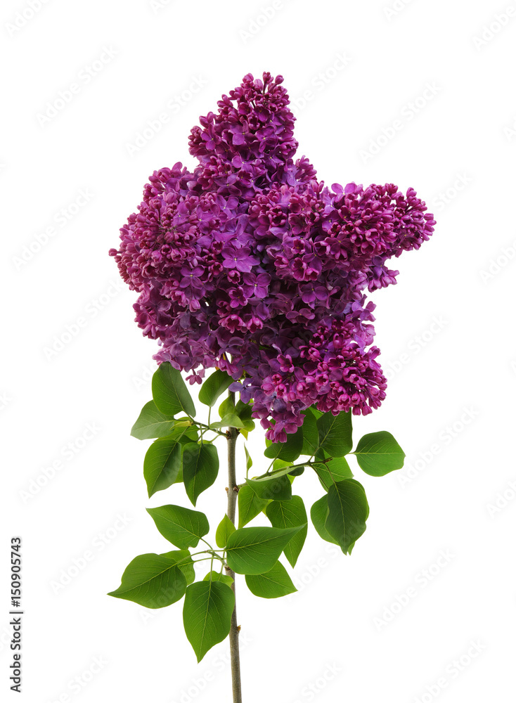 Lilac flower isolated on white