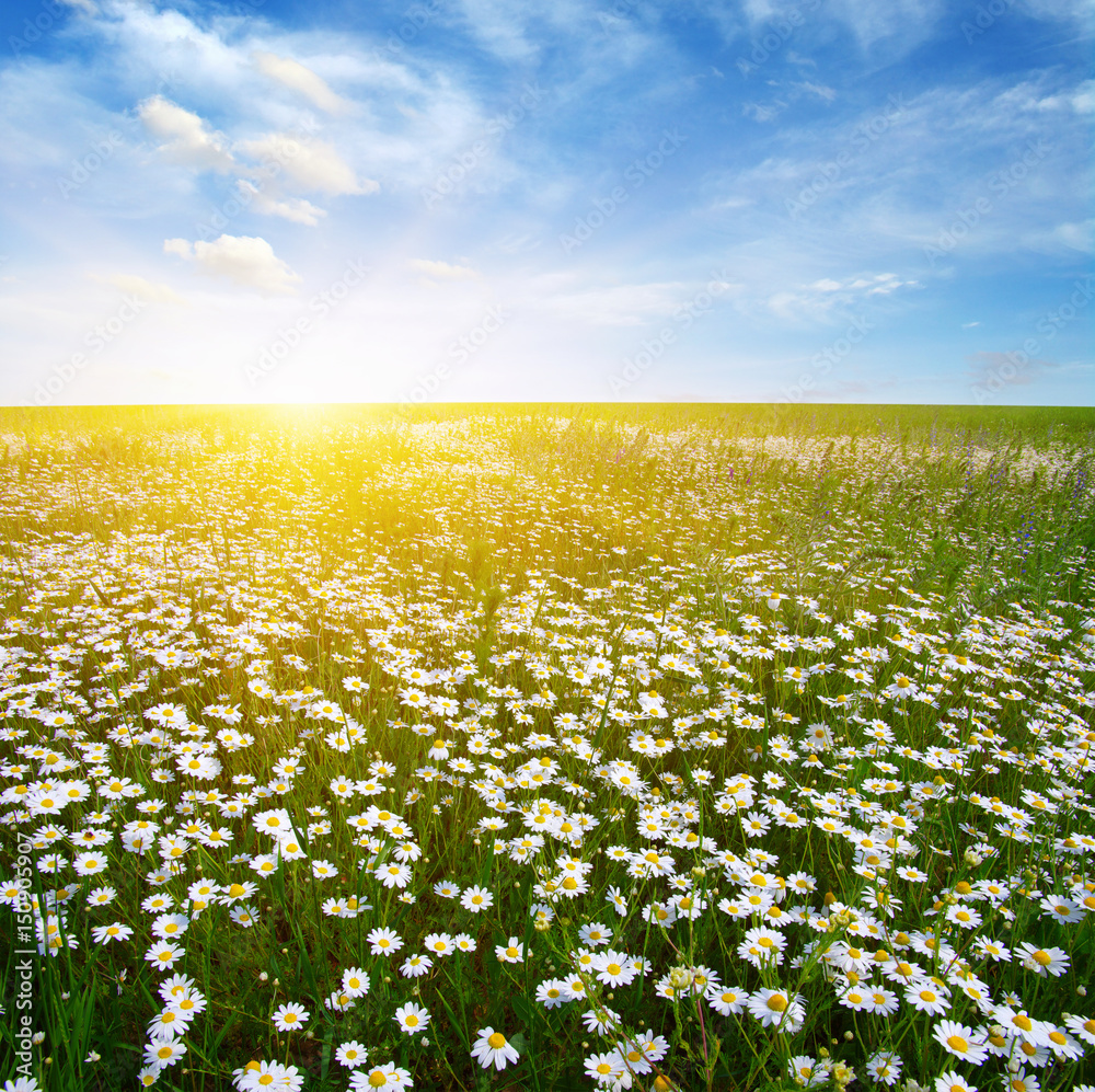 Field of daisies