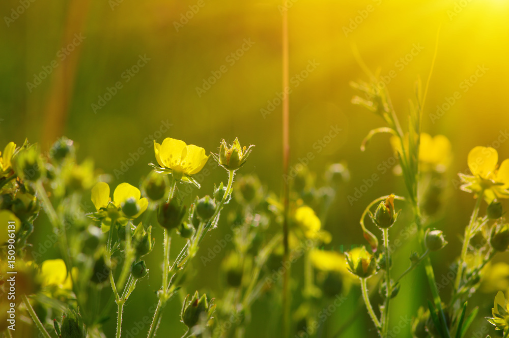 阳光下的春花