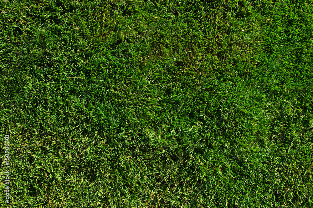 Background of a green grass