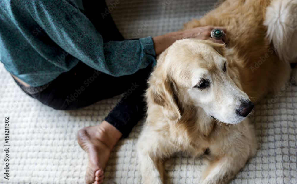 女人抚摸金毛寻回犬