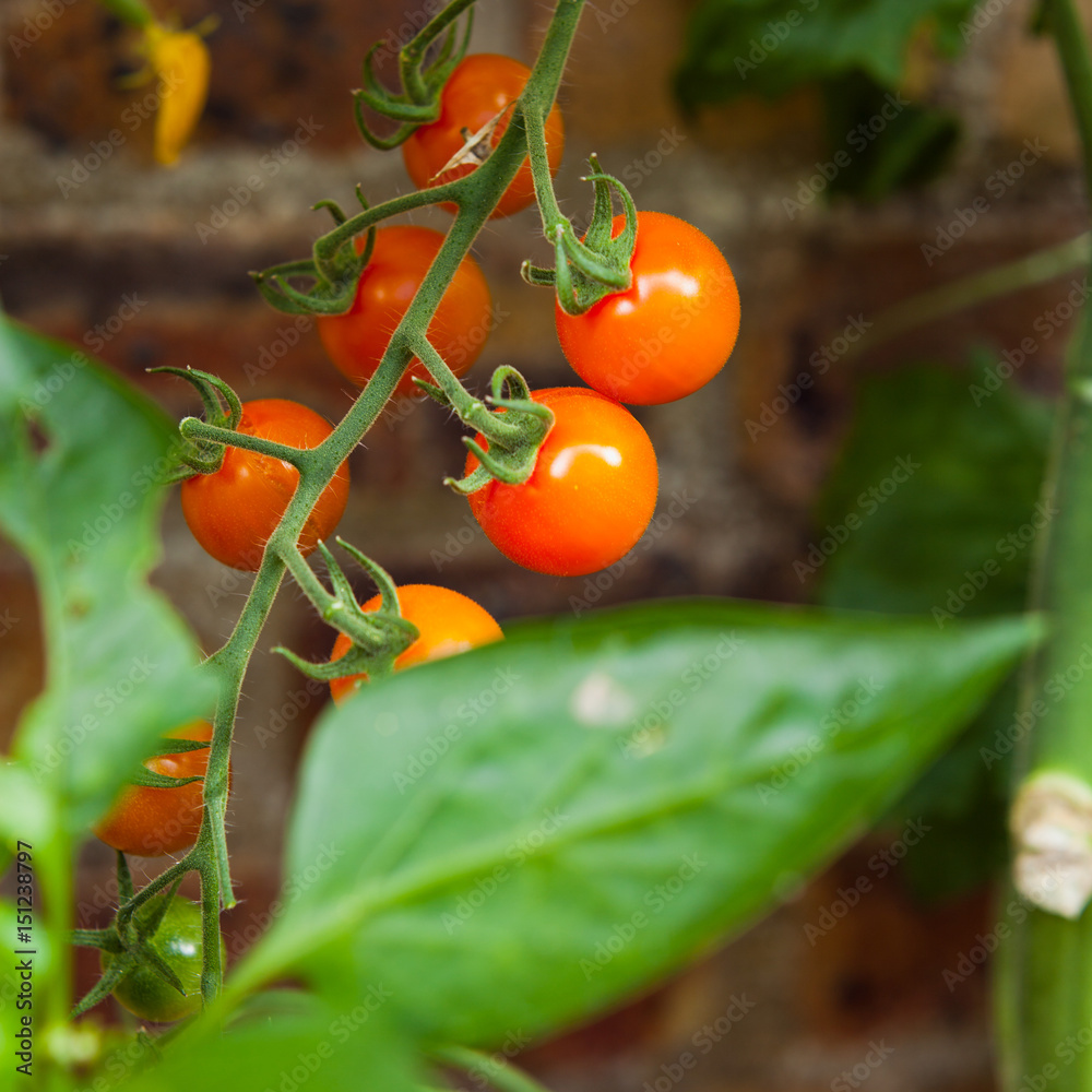 Sungold Cherry Tomatoes in the Glasshouse -  homegrown delicious vegetables .