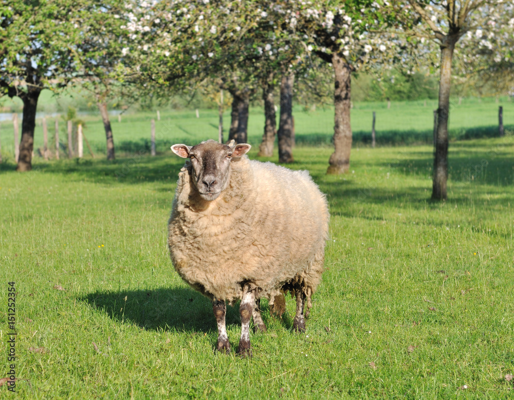 mouton dans un pré