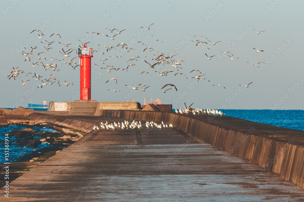 海鸥对抗灯塔