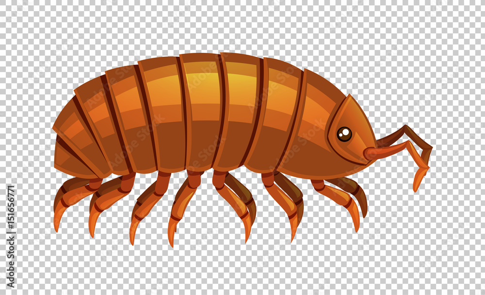 Lice on transparent background