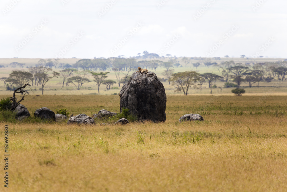 View of an typical African landscape with wild annumals.