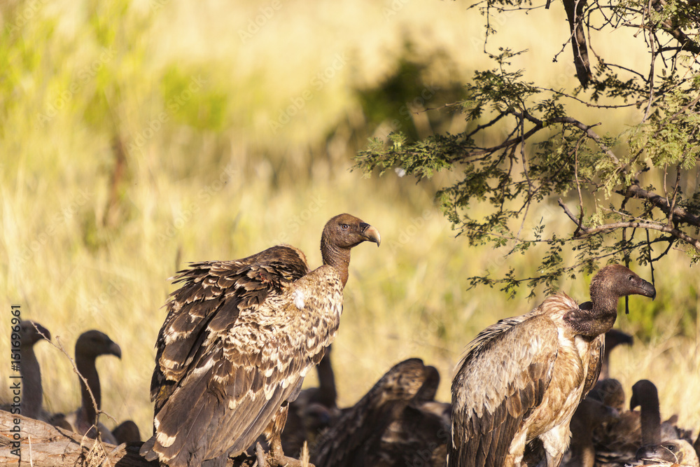  Vulture (Torgos tracheliotus),   Tanzasnia   Africa 