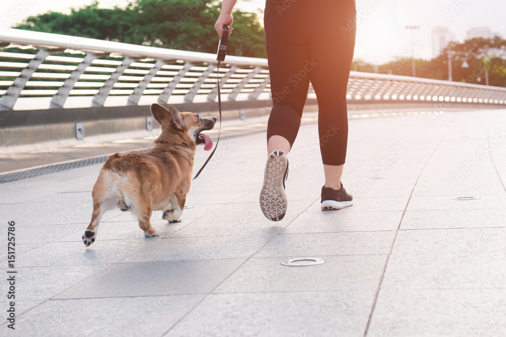 运动女孩早上带着一只狗（彭布罗克威尔士柯基犬）在路上跑步