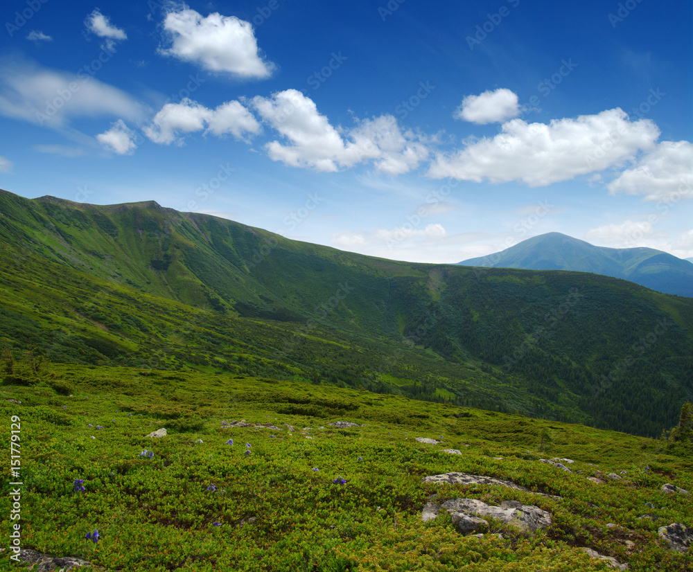 Mountain landscape in summer