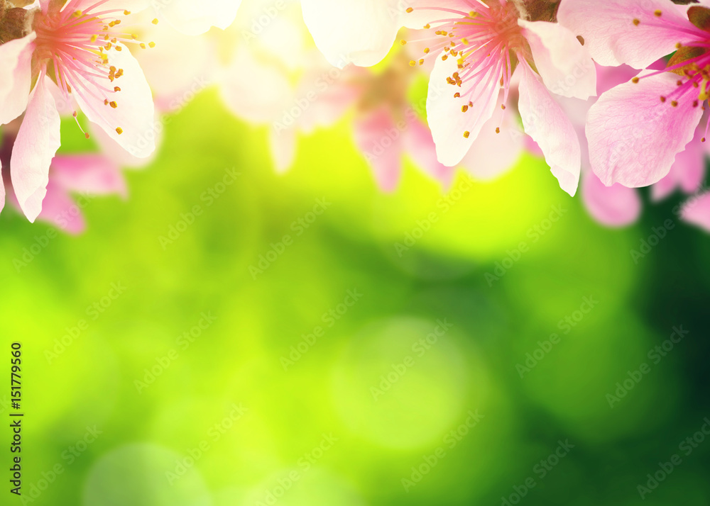 Spring blossom with soft blur background