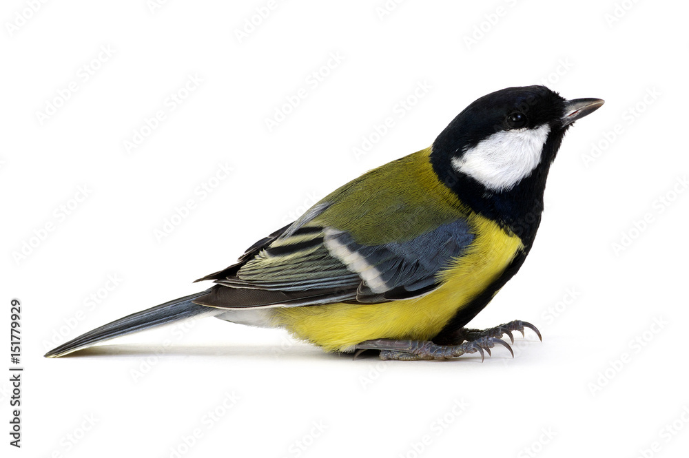 great tit, Parus major