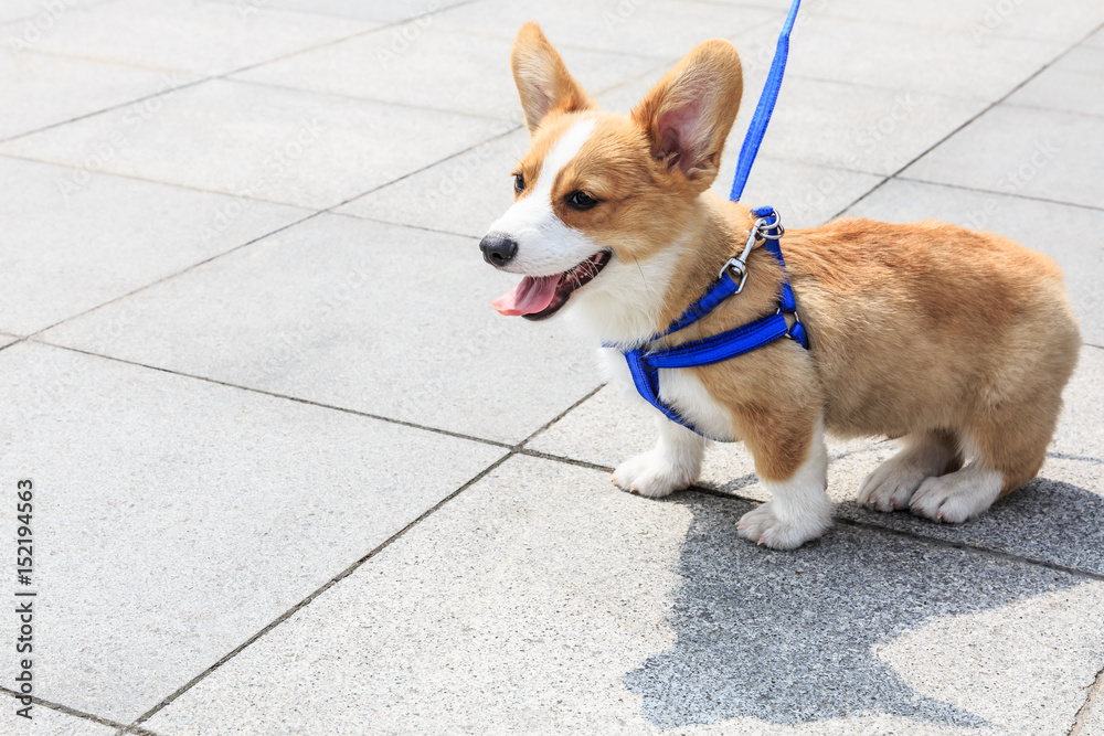 公园里活泼可爱的柯基犬