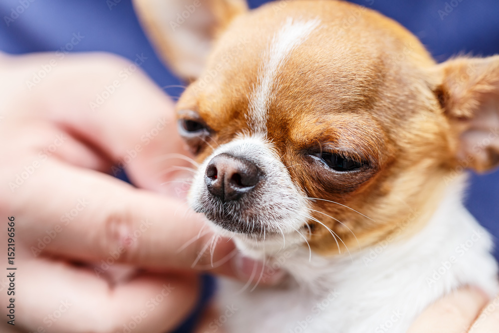 Lovely chihuahua dog