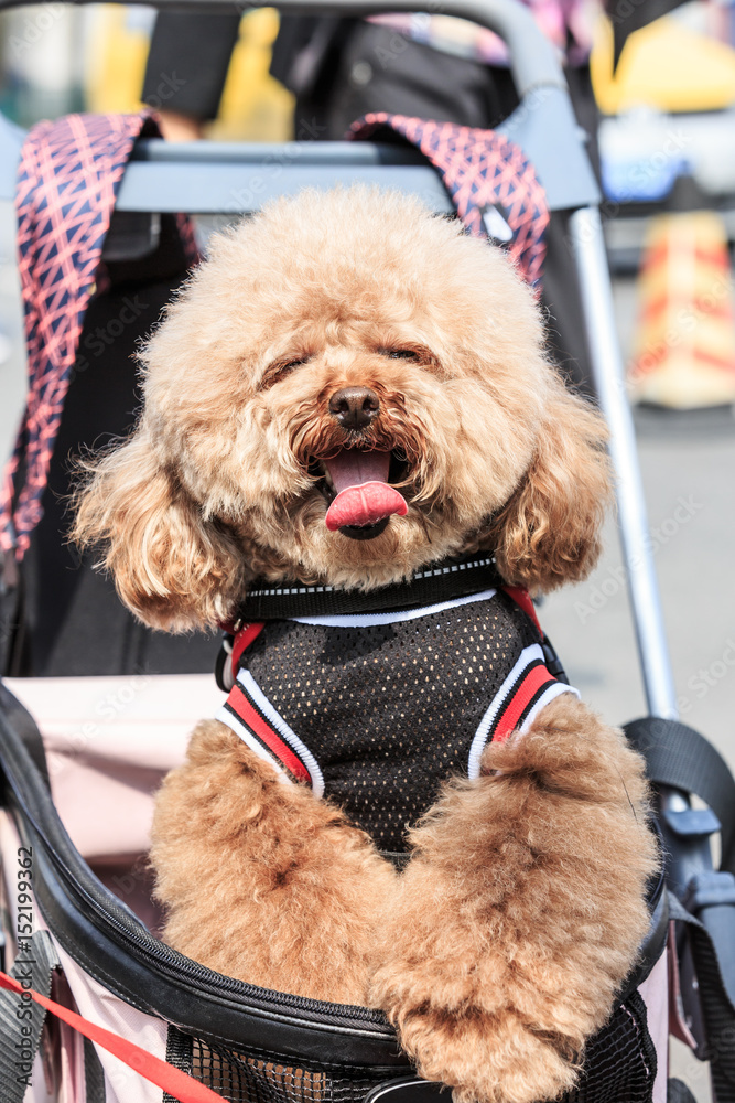 lovely teddy dog sitting in a pet trolley