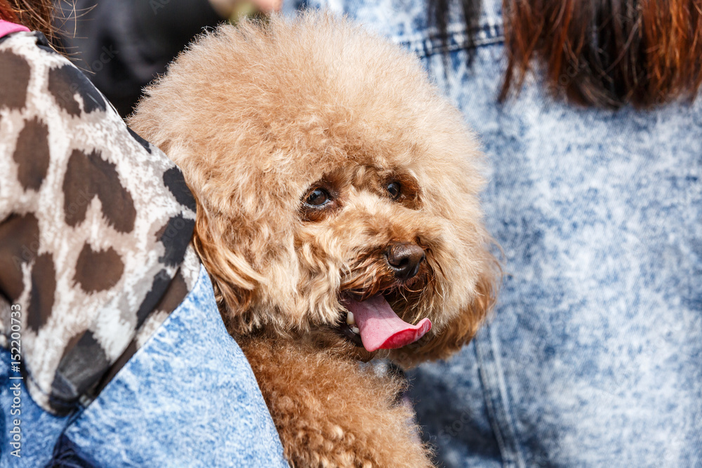 主人怀抱中的可爱泰迪犬