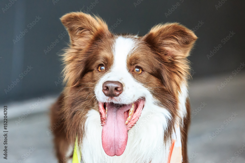 可爱的边境牧羊犬伸舌头