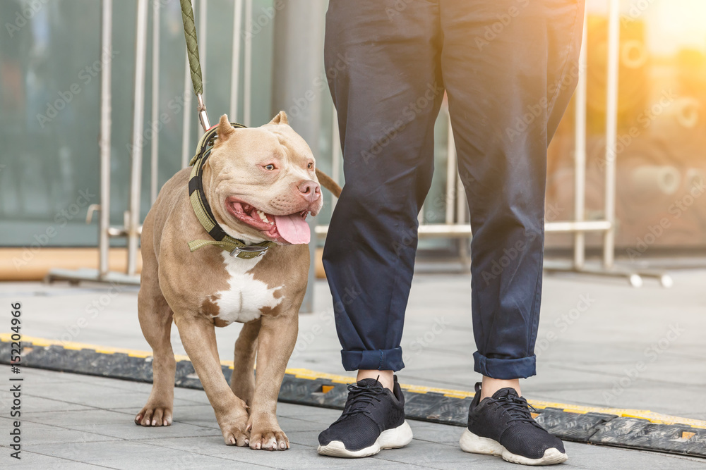 城市广场上强壮的斯塔福德斗牛犬